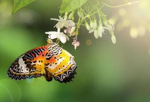 papillon dans le jardin avec la lumière du soleil photo
