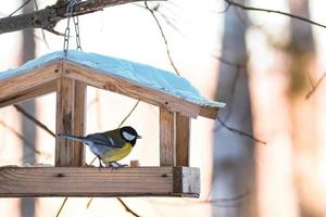 oiseau de jardin mésange charbonnière parus major mangeant à partir d'une mangeoire en bois. photo