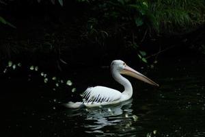 c'est une photo d'oiseau pélican. cet oiseau est l'une des espèces d'oiseaux du lac du zoo de ragunan.