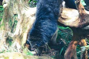 c'est une photo d'un binturong au zoo de ragunan.