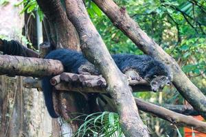 c'est une photo d'un binturong au zoo de ragunan.
