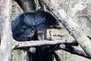 c'est une photo d'un binturong au zoo de ragunan.