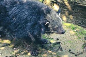 c'est une photo d'un binturong au zoo de ragunan.