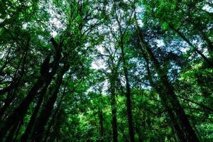 arbres dans la forêt photo