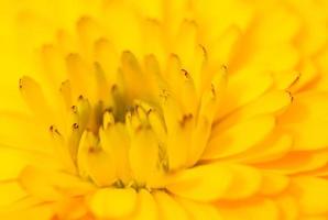 fleur jaune, macro photo