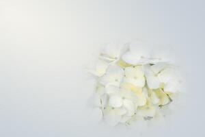 fleurs blanches, macro photo