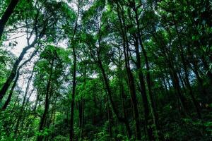 arbres dans la forêt photo