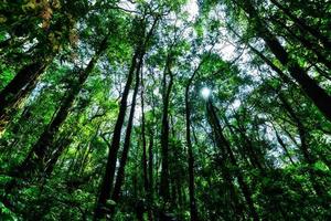 arbres dans la forêt photo