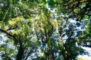 arbres dans la forêt photo