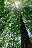 arbres dans la forêt photo