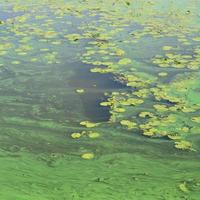 la surface d'un ancien marécage recouvert de lentilles d'eau et de feuilles de lys photo