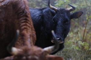 une vache noire et brune photo