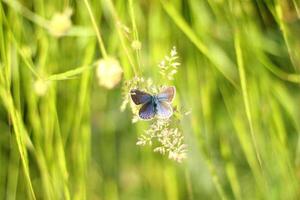 gros plan, papillon photo