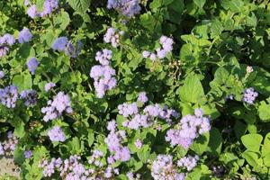 fleurs violettes en plein soleil photo