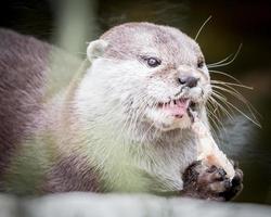 portrait de loutre mangeant photo