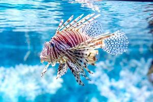 le monde sous-marin. poissons de corail tropicaux exotiques brillants photo