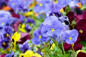 fleurs de pensée multicolores ou pensées en gros plan comme arrière-plan ou carte photo