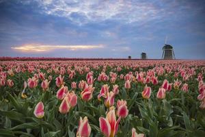tulipes, moulins et coucher de soleil photo