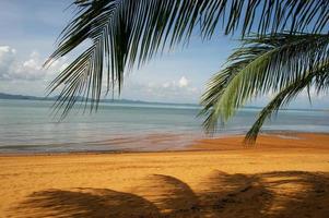 cocotiers et mer, beau paysage naturel photo