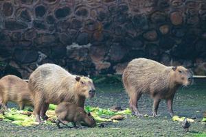 capybara hydrochoerus hydrochaeris au zoo de ragunan, jakarta. photo