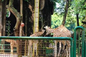 c'est une photo des girafes du zoo de ragunan.