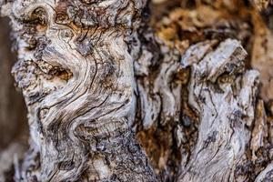 détail de bois flotté, texture et fond d'écorce d'arbre sec, concept de nature. abstrait texturé naturel. conception de papier peint nature artistique photo