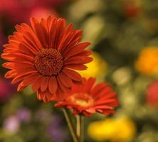 marguerites barberton marron . vue frontale au premier plan photo