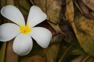 fleur blanche en gros plan photo