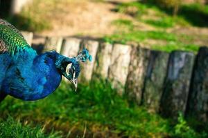 le paon d'oiseau colle sa tête dans l'image. oiseau élégant aux couleurs magnifiques photo