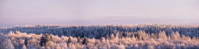 magnifique paysage d'hiver. belle forêt enneigée, avec une petite église parmi les arbres, sur fond de ciel givré. panorama. photo