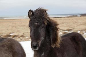 Portrait d'un cheval islandais noir photo