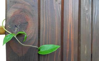 une brindille verte a traversé la clôture en bois brun foncé. branche de lierre à trois feuilles. mise au point sélective, gros plan. photo
