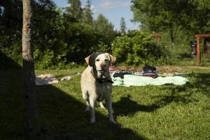 labrador blanc en été. animal de compagnie en promenade. photo