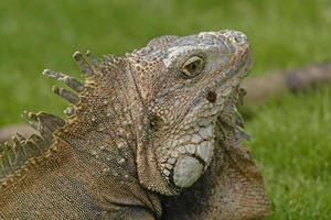 coup de tête d'un iguane vert photo