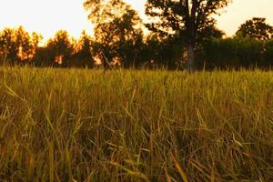 saison de récolte du riz en asie du sud-est. photo