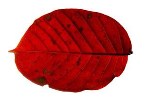 feuille rouge sur fond blanc photo