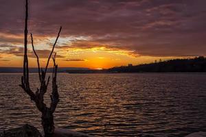 arbre mort au magnifique coucher de soleil sur la mer photo