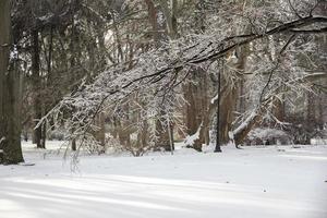 parc. branche d'arbre gelée dans la glace d'hiver. photo