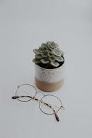 plante succulente verte et lunettes
