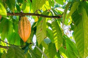 fruits frais de cacao biologique sur cacaoyer dans un jardin naturel photo