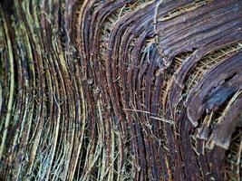 gros plan d'une structure de coco de noix de coco, tourné sur un arbre en fibre de coco, fond naturel brun pour la consommation et la production environnementale. couramment utilisé pour les sièges de voiture, les matelas photo