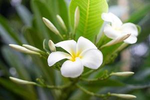 fleur blanche en gros plan photo