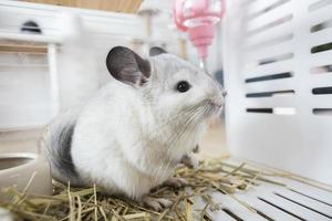 chinchilla mignon animal de compagnie fourrure cheveux blancs moelleux et yeux noirs. gros plan animal rongeur adorable oreille apprivoisée gris regardant la caméra. les mammifères félins sont moelleux et joueurs. photo