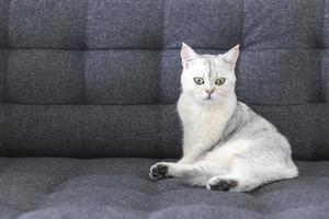 chat mignon avec une race blanche de poils courts de race britannique. le chaton est adorable assis sur un canapé et regarde les yeux de la caméra jaune-vert. les mammifères félins sont moelleux et joueurs. photo