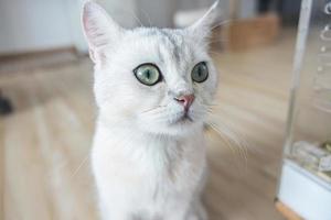 chat mignon avec une race blanche de poils courts de race britannique. le chaton animal de compagnie est adorable assis regardant les yeux de la caméra jaune-vert. les mammifères félins sont moelleux et joueurs. photo