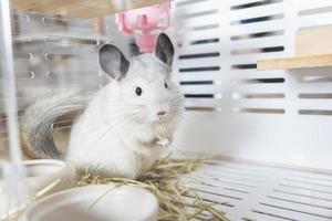 chinchilla mignon animal de compagnie fourrure cheveux blancs moelleux et yeux noirs. gros plan animal rongeur adorable oreille apprivoisée gris regardant la caméra. les mammifères félins sont moelleux et joueurs. photo