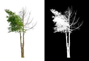 les arbres isolés sur fond blanc conviennent à la fois à l'impression photo