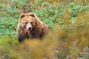 ours brun kamchatka photo