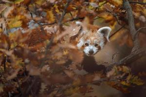 panda roux sur arbre photo