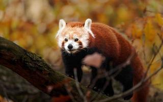 panda roux sur arbre photo